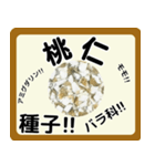 生薬スタンプ -薬学生-（個別スタンプ：32）
