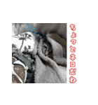 動物ダジャレスタンプ.com（個別スタンプ：13）