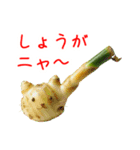 夏野菜の猫、フレッシュに一言（個別スタンプ：23）