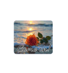 薔薇と海.英語筆記体.Roses and the Sea（個別スタンプ：27）