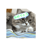 まるみるスタンプ1（個別スタンプ：8）
