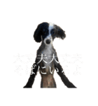 へんな犬くんたちスタンプ（個別スタンプ：3）