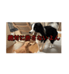 へんな犬くんたちスタンプ（個別スタンプ：11）
