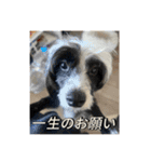 へんな犬くんたちスタンプ（個別スタンプ：15）