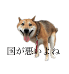 へんな犬くんたちスタンプ（個別スタンプ：20）