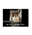 へんな犬くんたちスタンプ（個別スタンプ：21）
