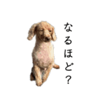 へんな犬くんたちスタンプ（個別スタンプ：23）