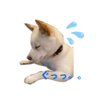 豆柴のソロ活動②（個別スタンプ：3）