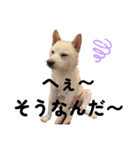 豆柴のソロ活動②（個別スタンプ：4）