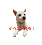 豆柴のソロ活動②（個別スタンプ：13）