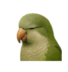 日常使い出来る目つきの悪いインコ（個別スタンプ：24）