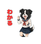 ステラちゃん(ボーダーコリー)の日常（個別スタンプ：4）