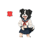ステラちゃん(ボーダーコリー)の日常（個別スタンプ：7）