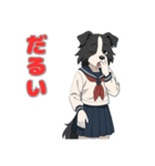 ステラちゃん(ボーダーコリー)の日常（個別スタンプ：12）