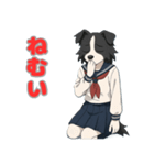 ステラちゃん(ボーダーコリー)の日常（個別スタンプ：13）