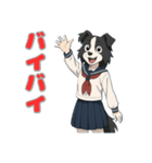 ステラちゃん(ボーダーコリー)の日常（個別スタンプ：17）