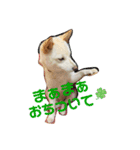 豆柴のソロ活動 ①（個別スタンプ：2）