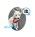豆柴のソロ活動 ①（個別スタンプ：11）