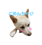 豆柴のソロ活動 ①（個別スタンプ：15）