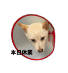 豆柴のソロ活動 ①（個別スタンプ：16）