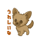 脱力チワプー☆ミツのきもち（個別スタンプ：15）