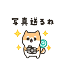 柴犬たけちよの夏の大冒険（個別スタンプ：14）