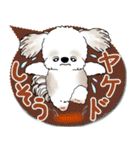 シーズー犬 2025「とにかく暑い！」（個別スタンプ：8）