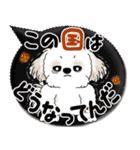 シーズー犬 2025「とにかく暑い！」（個別スタンプ：36）