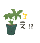 ずっとつかえる♡大人の多肉・観葉植物（個別スタンプ：25）