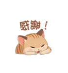 【トラ猫】毎日可愛がってほしい（個別スタンプ：13）