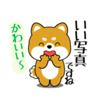 飛び出す！丁寧でやさしい豆柴（個別スタンプ：4）