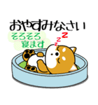 飛び出す！丁寧でやさしい豆柴（個別スタンプ：24）