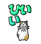 猫頭巾03（三毛）（個別スタンプ：22）