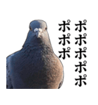 ポポのポポポポ（個別スタンプ：1）
