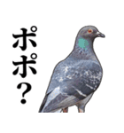 ポポのポポポポ（個別スタンプ：3）