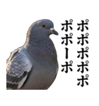 ポポのポポポポ（個別スタンプ：4）