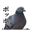 ポポのポポポポ（個別スタンプ：5）