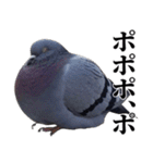ポポのポポポポ（個別スタンプ：8）