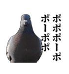 ポポのポポポポ（個別スタンプ：9）