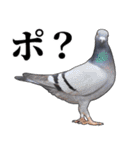 ポポのポポポポ（個別スタンプ：10）