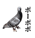 ポポのポポポポ（個別スタンプ：13）