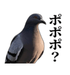 ポポのポポポポ（個別スタンプ：14）