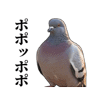 ポポのポポポポ（個別スタンプ：21）