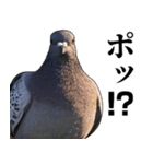 ポポのポポポポ（個別スタンプ：29）