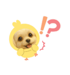 HANI'S 1（個別スタンプ：3）