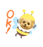 HANI'S 1（個別スタンプ：17）