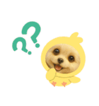 HANI'S 1（個別スタンプ：20）