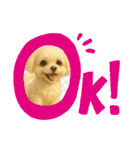 HANI'S 1（個別スタンプ：21）