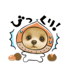 HANI'S 1（個別スタンプ：30）