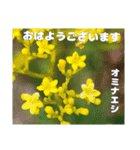 夏の山野草のお花で、日々のご挨拶（個別スタンプ：1）